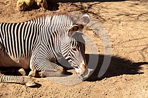 GrevyÃ¢â¬â¢s zebra, Equus grevyi photo